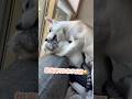 先住猫が好きすぎて頭を齧る赤ちゃんハスキー #シベリアンハスキー #ハスキー #猫