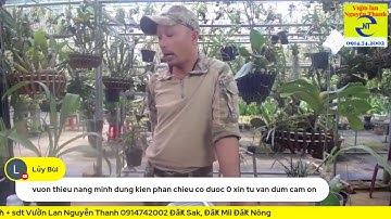 Bệnh thối lá thối ngọn trên lan ngọc điểm và cách xử lý