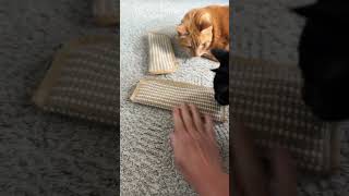 Catnip and silvervine sisal cat toys