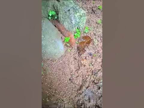 Winged Termites ||Flying Termites || Eeyal||Eeyam patta - YouTube