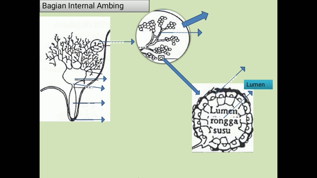ANATOMI DAN FISIOLOGI AMBING TERNAK PERAH - YouTube
