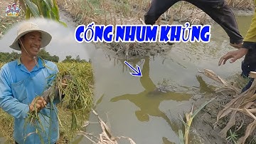 Bắt chuột theo máy cắt lúa trúng mánh nguyên bầy chuột cống nhum, hèn gì lúa này ít chuột cơm. CDMT