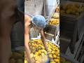 mangga di India bukan hanya di jual di pasar #olahanpabrik #buah Mp3 Song