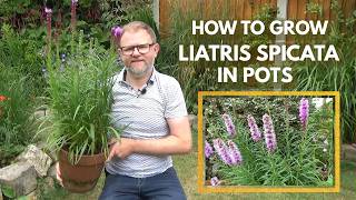 How to Grow Liatris spicata in Pots | Tips on Growing Liatris Corms in Containers | Growing Guide