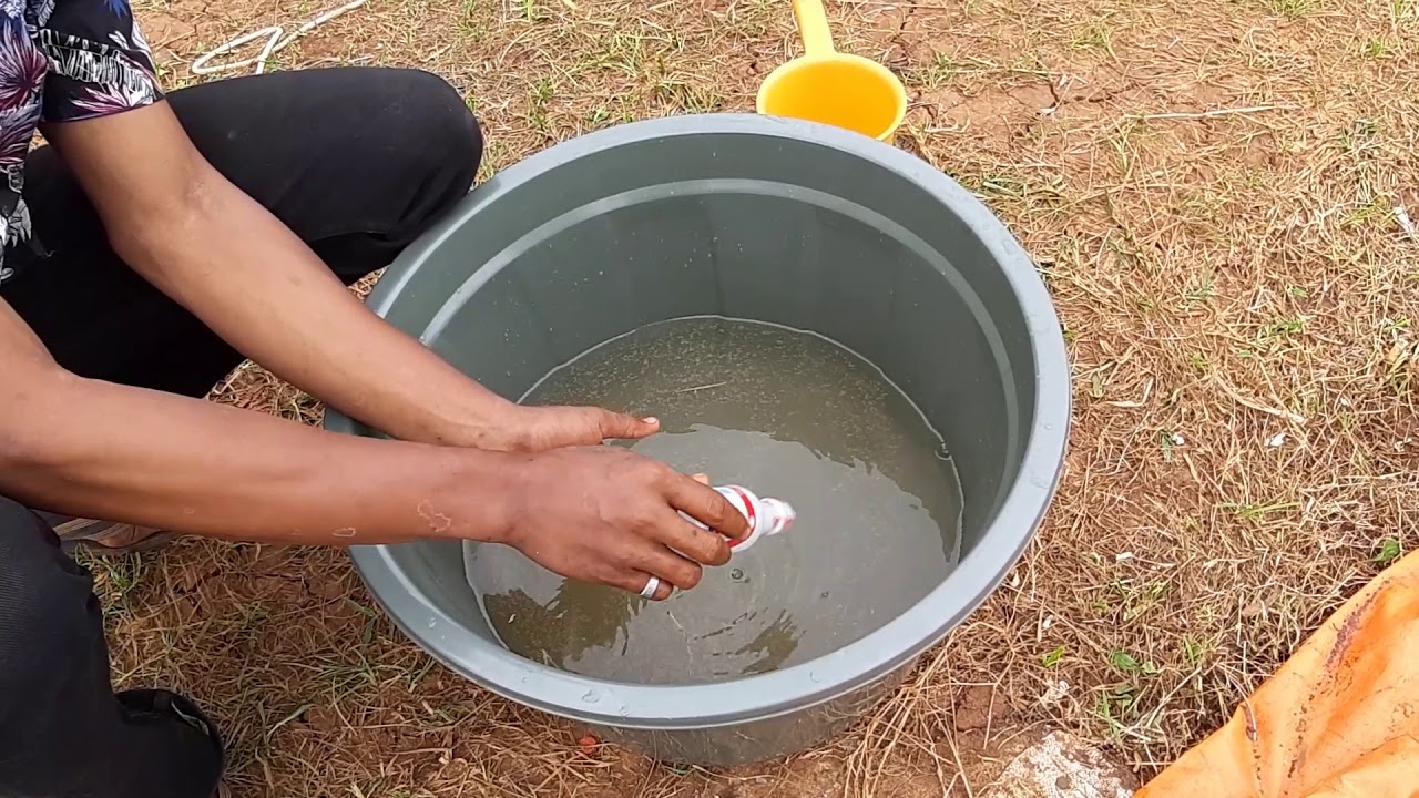 Cara mengatasi #LELE agar tidak terkena kembung, jamuran dan kumis