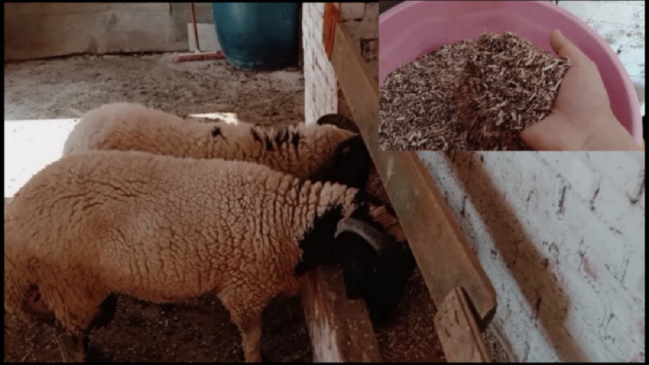 المادة المالئة وأهميتها لخرفان التسمين