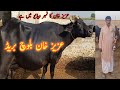 Aziz khan balouch nili breed  nili buffalo breed  advance farming t v  top buffalos in pakistan