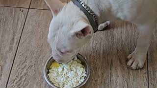 Amur the Miniature Bull Terrier's Breakfast