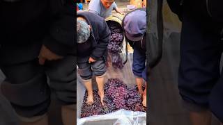 Wine Making Foot Stomping - Wine Making Process