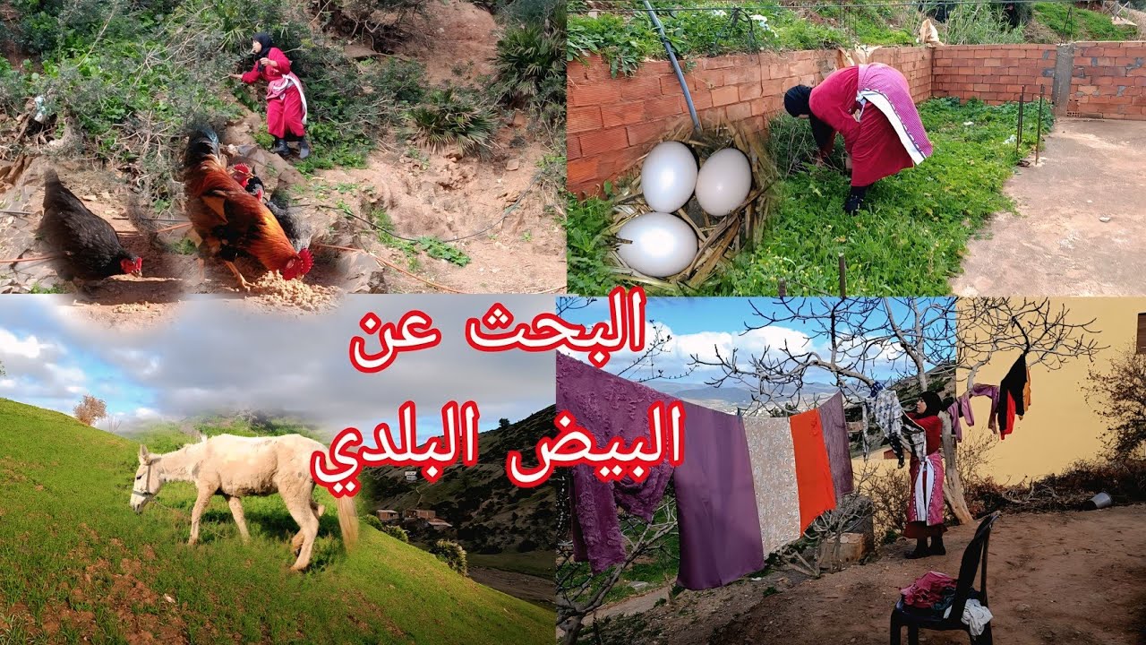  أثناء صيامنا هم يبحثون عن قوت يومهم : يومياتي في رمضان البحث عن الرزق في عالم الحيوان🐄🐓  