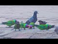 Parrot, Pigeon Sparrows | Birds Food | Colorful Birds 4k Animals Wildlife India