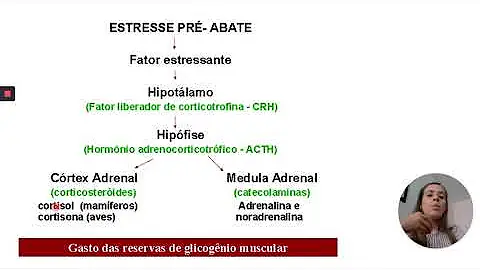 Quanto tempo um animal ao ser abatido o músculo leva para se transformar em carne?
