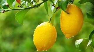 تقنيات العلاج الطبيعي: الليمون غذاء و دواء - الجزء الأول