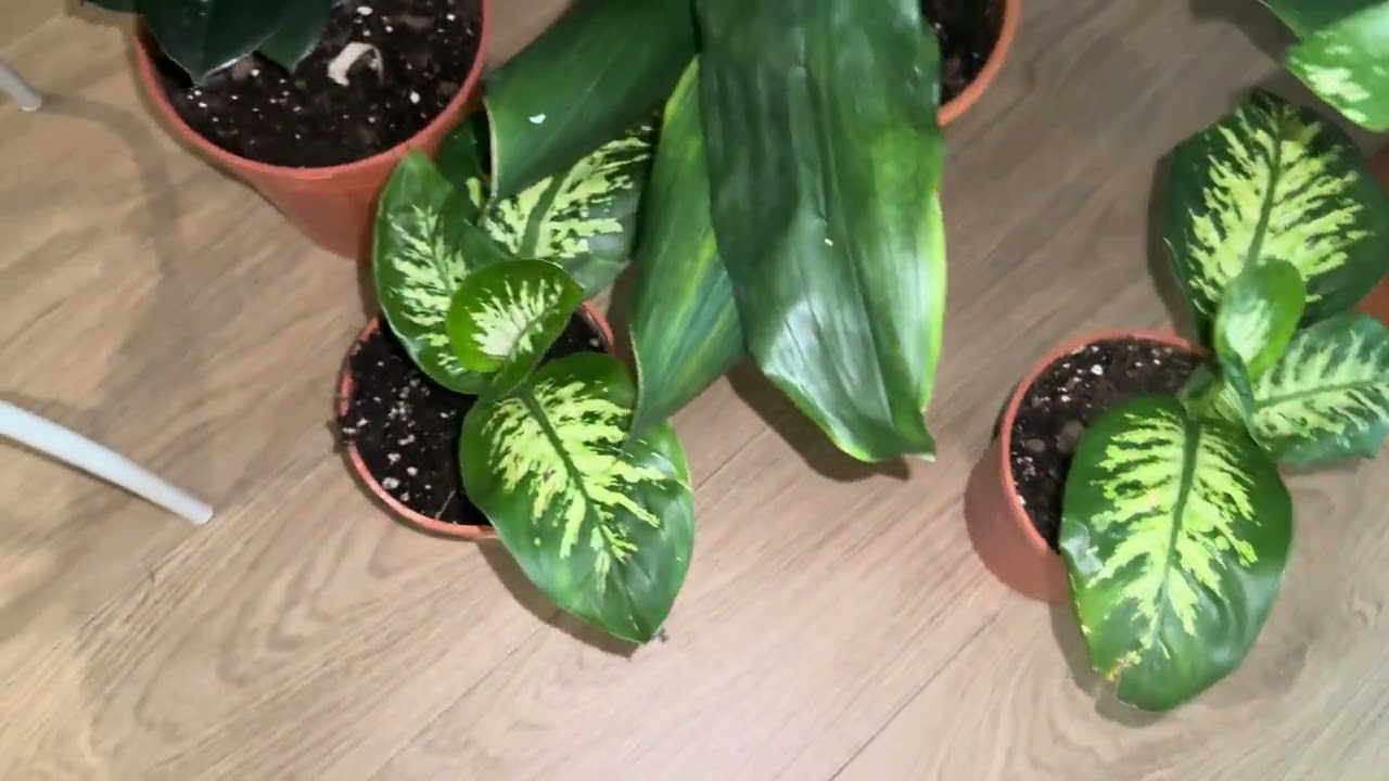 نباتات جميلة انضمت لمجموعتي الخضراء 