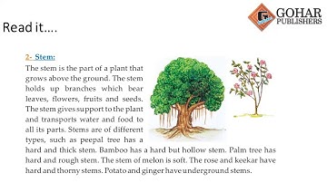 Skylark Science Book 2, Chapter 1, Lecture 2