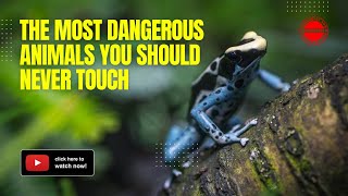 The Most Dangerous Animals You Should Never Touch by UniqueFact 261 views 2 months ago 4 minutes, 49 seconds