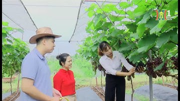 Tái cơ cấu nông nghiệp theo hướng hiện đại | HANOI TV