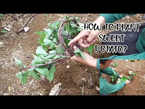 PAANO MAGTANIM NG KAMOTE? PAANO MAGTANIM NG KAMOTE?