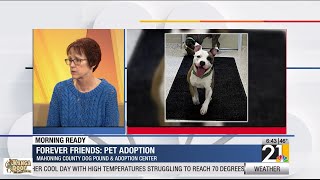 Forever Friends: Pet adoption