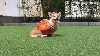 Sneakers the Corgi as David Pumpkins from SNL