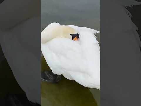 كيف ينام البط و يريح رقبته غريب