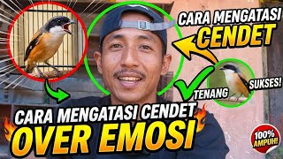 How I Manage My Overly Aggressive Cendet Bird