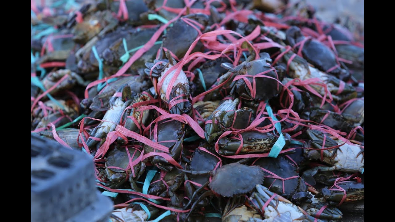 Terbaru! Peluang Usaha Budidaya Kepiting Soka FULL 