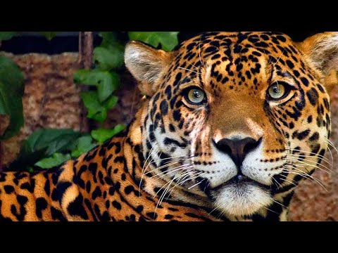 A importância da preservação da onça pintada - Documentário medicina veterinária 2021.2