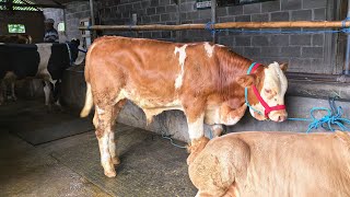 Download Lagu Stok Menipis, di obral aja MP3