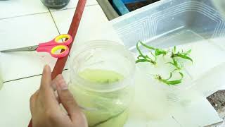 Proses Aklimatisasi Anggrek