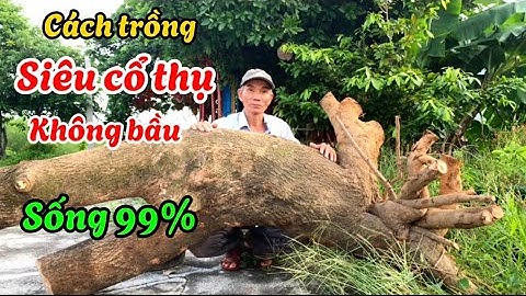 Cách trồng cây cổ thụ không bầu đất sống 99% đơn giản ai cũng làm được-@Bayxunau