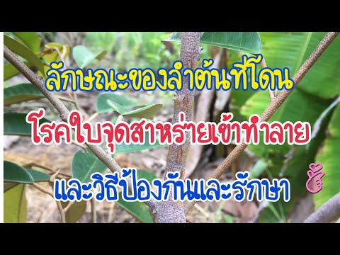 วีดีโอ: อาการของจุดใบสาหร่าย - เคล็ดลับในการรักษาโรคจุดใบสาหร่าย