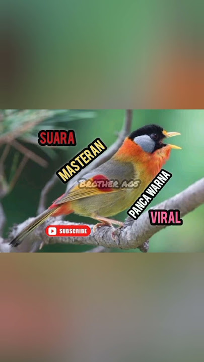 suara masteran panca warna gacor@brotherags