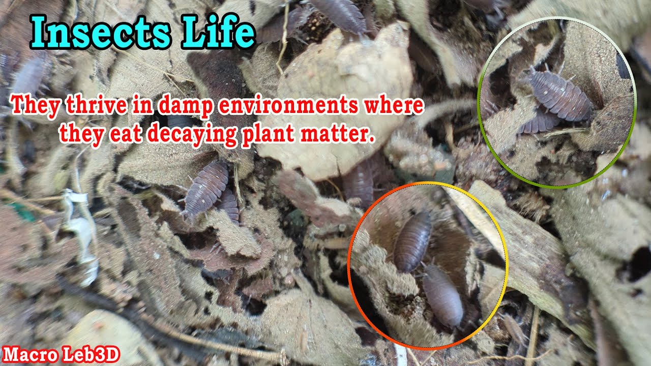 Insects Life They thrive in damp environments where they eat decaying plant matter 