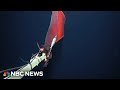 Watch squid captured by underwater camera that it mistook for food