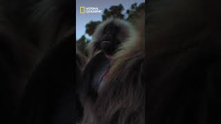 Gelada Monkeys cant see at night and this makes them unsafe #natgeo #GeladaMonkeys