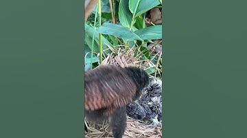 Chim bìm bịp khắc tinh loài rắn 붉은 눈의 새가 뱀을 잡다 #snake #shorts_ #birds