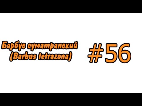 #56 Барбус суматранский (Barbus tetrazona)