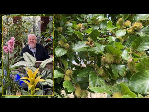 HÊTRE : l’ARBRE ROI DE NOS FORÊTS DÉCORE AVEC MAJESTÉ PARCS ET JARDINS. Le Quotidien du Jardin N°343