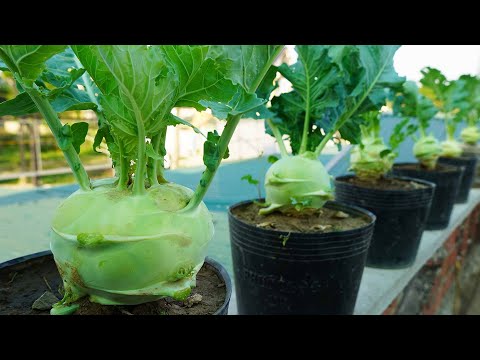 Video: Growing kohlrabi: planting and care