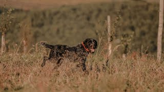 Everything You Need to Know About German Wirehaired Pointer Shedding