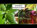TAURUS ♉️ SEASON PLANTS/GROUNDED/STABLE 