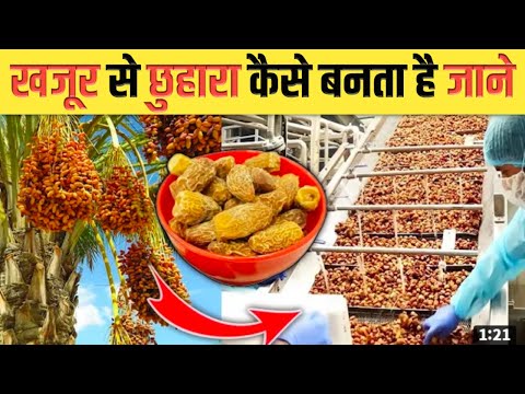 See How Dry Dates Are Made From Trees Chhura Making Process Shorts