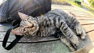 初対面なのに警戒心ゼロの子猫をナデナデしてみた