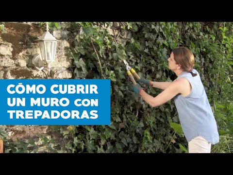 Video: Protección de plantas de pared de agua: haga sus propias paredes de jardín para plantas