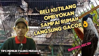 cara memilih kutilang yang bagus di pasar ombyokan