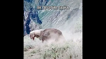 Як Против Быка