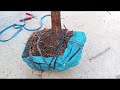 (Đx))25M115 gl cây đào bánh xe 350 LH 0707713796 Khương bonsai 