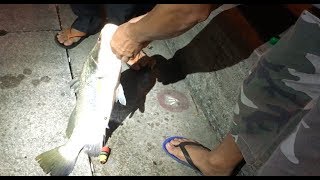 Huge Barramundi Caught @ East Coast NSRCC Canal!