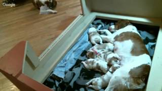 Ruby Litter 1 4/4/16 AM